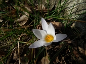 66 crocus